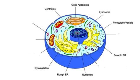 Animal cell is limited by. Animal Cell Labeling