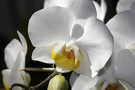 Easy To Grow Orchid Plants Phalaenopsis Dendrobium Moth Orchids In The