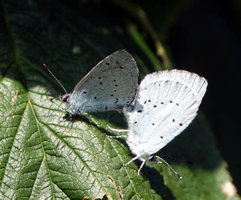 Holly Blue Bournemouth Dorset Butterflies