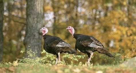 how long do wild turkeys live the survival life