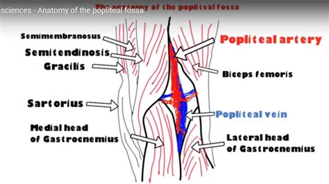 Anatomy Of The Popliteal Fossa Orthopaedicprinciples Com