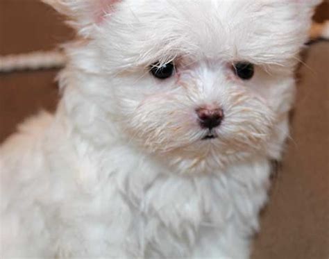 Teacup Maltese Puppy For Sale Heavenly Puppies