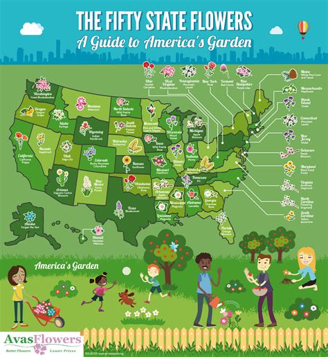 A Guide To The 50 State Flowers Coolguides