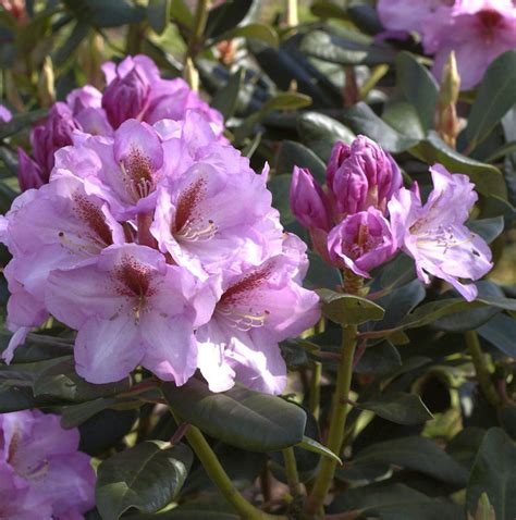 Inkarho Großblumige Rhododendron Lavender Princess Rhododendron