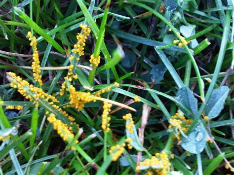 Check spelling or type a new query. Turf King- Hamilton- Lawn Care: Yellow Slime Mould on Lawns