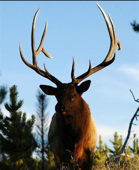 Tyler @ range finder now. DIY Elk, Mule Deer & Black Bear hunt in Colorado