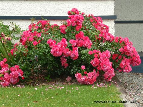 About Garden Design Rosa Flower Carpet Pink
