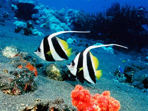 Saltwater Tropical Fish Images