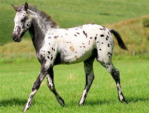 Baby Horse Wallpapers Top Free Baby Horse Backgrounds Wallpaperaccess