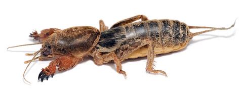 Many products are labeled to control mole crickets, often products that contain. How to Get Rid of Crickets on Cannabis | Grow Weed Easy