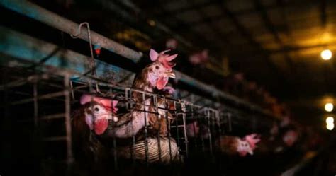 Are Factory Farmed Chickens Just Gmos Actually