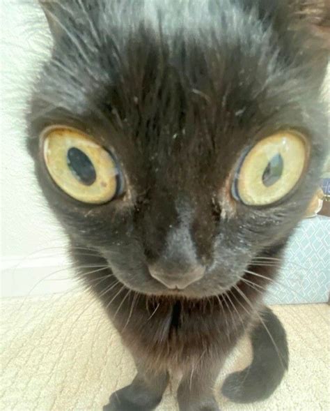 A Black Cat With Yellow Eyes Looking At The Camera