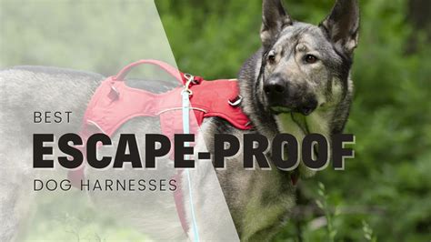 14 Best Escape Proof Dog Harnesses According To A Pro Trainer