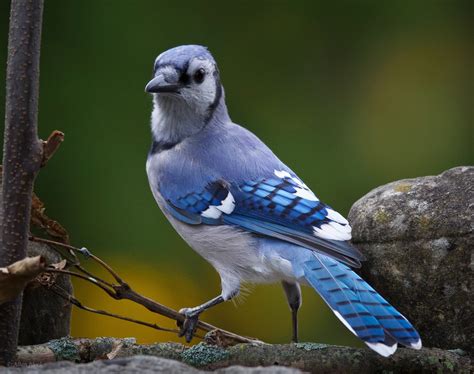 Feather Tailed Stories Blue Jay
