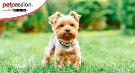 Maggiori informazioni sulle razze di cani più famose👇🐶 in questo video di animalpedia, parleremo dei cani più famosi al mondo e delle caratteristiche che. Cani di piccola taglia: 7 razze da appartamento | PetPassion