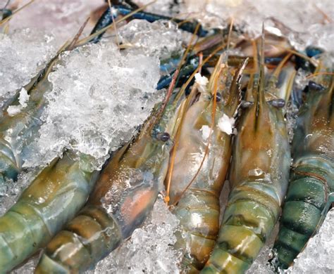 Buy Whole Prawns Kg Net Online At The Best Price Free Uk