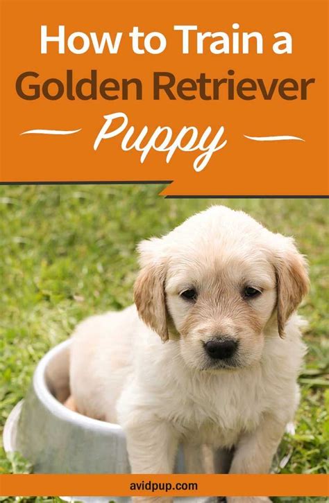 Golden retriever puppy training is most effective when using positive, reward based dog training methods with plenty of encou. How to Train a Golden Retriever Puppy…(13 tips & tricks ...