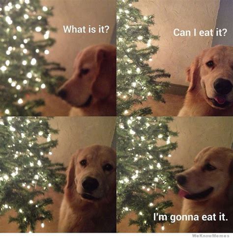 What Is This Can I Eat It Dog Funny Animals Cute Animals Funny Pictures