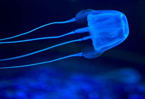 Jellyfish Poison