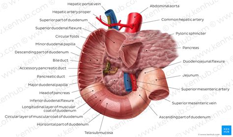 Small Intestine Anatomy Location And Function Kenhub