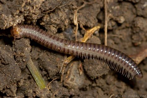 Long Brown Cylindroiulus Millipede Photorasa Free Hd Photos