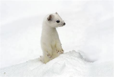 ermine | Coat, Habitat, & Facts | Britannica.com