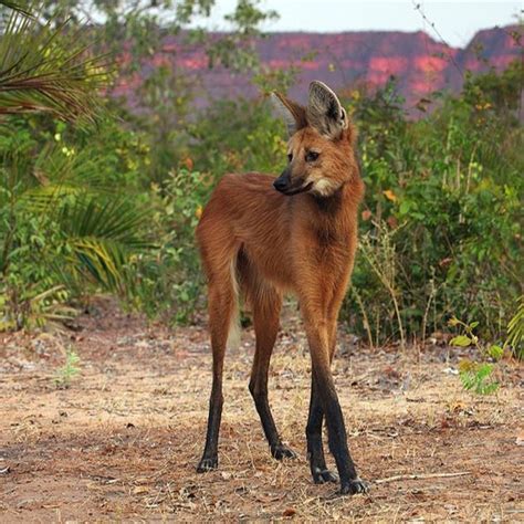 The Maned Wolf: looks like a cross between a fox and a deer. | Bizarre