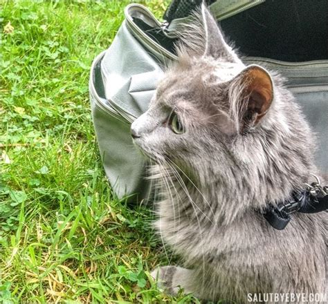 Si votre chat a ses habitudes, le perturber en le plaçant dans un nouvel environnement peut fortement lui déplaire. Comment faire garder son chat pendant ses vacances