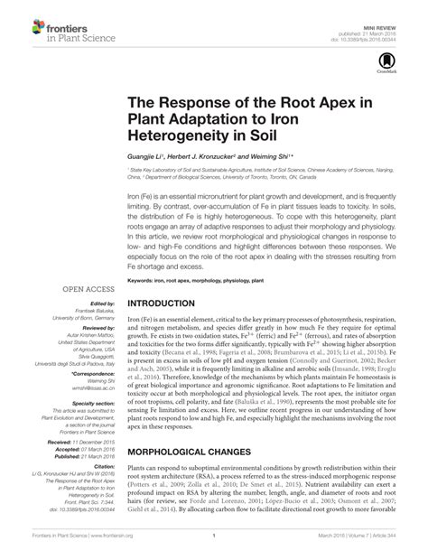 Pdf The Response Of The Root Apex In Plant Adaptation To Iron