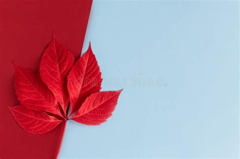 Beautiful Red Leaf On A Light Blue And Red Background Autumn