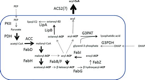 Apicoplast Fatty Acid Synthesis Proteins Are Enriched Among