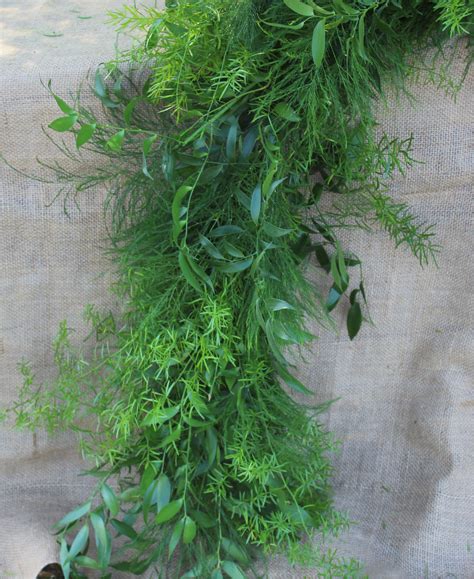 Herbs have been used as medical treatments since the beginning of civilization and some derivatives (eg, aspirin, reserpine, and digitalis) have become mainstays of human pharmacotherapy. Garlands, Italian Ruscus, Sprengeri & Tree Fern | Alpha Fern