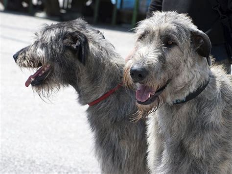 Celtic Canines Top Irish Dog Breeds