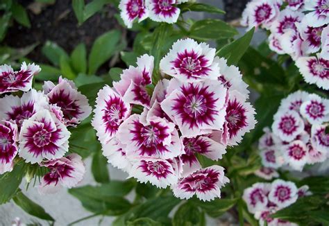Dianthus Plant How To Plant And Care For Dianthus House Method A