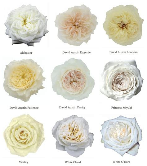 Varieties Of White Garden Roses Wedding Roses Direct