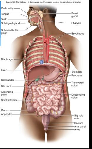 Anatomy Lab 10 Digestive System Flashcards Quizlet