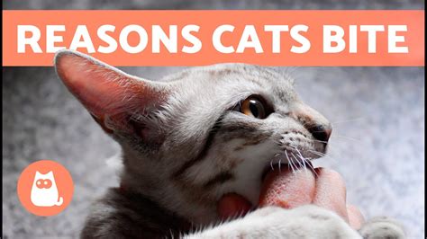 Why Does My Cat Bite Me 🐱 6 Reasons For Cats Biting Pet News Live