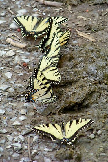 Eastern Tiger Swallowtails Papilio Glaucus Bugguide Net