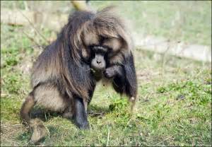 Gelada - Dudley Zoo and Castle
