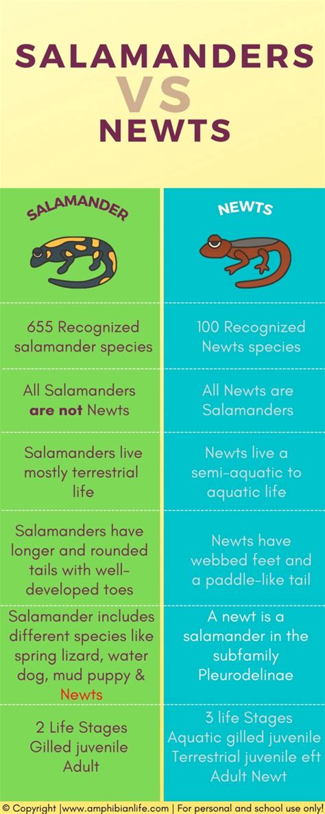 Salamanders Vs Newts Comparison How Do They Differ Amphibian Life