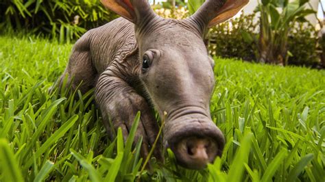 Animals are living creatures with many cells. 4 Aardvark HD Wallpapers | Backgrounds - Wallpaper Abyss