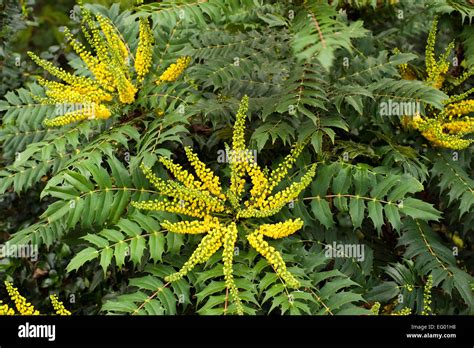 Mahonia Japonica Buckland In With Autumn Winter Flower Stock Photo Alamy