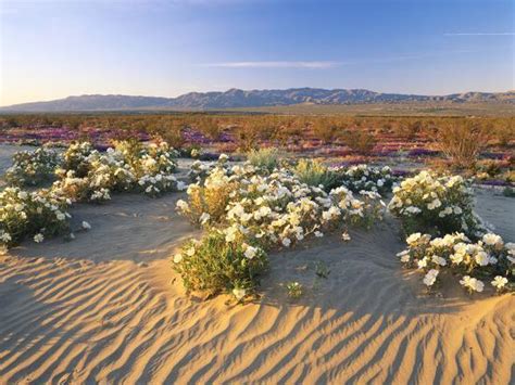 Flowers Growing On Dessert Landscape Sonoran Desert