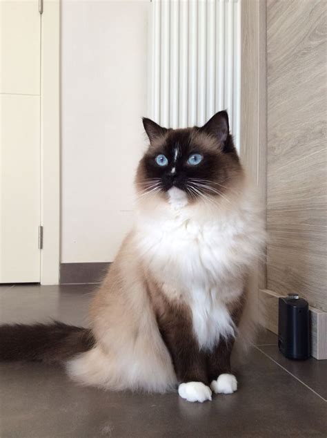 Seal Mitted Ragdoll Cat Cat Love Cats