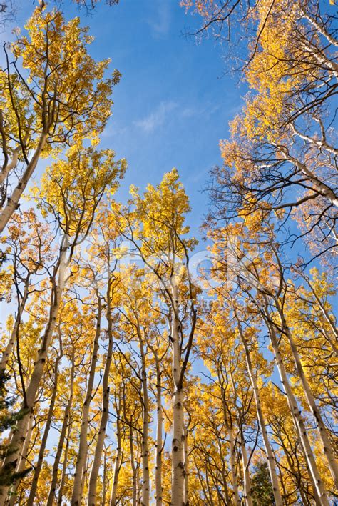 Aspen Trees In The Fall Stock Photo Royalty Free Freeimages