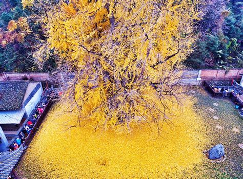 Ginkgo Tree Becomes Tourist Hit After Its Leaves Form A