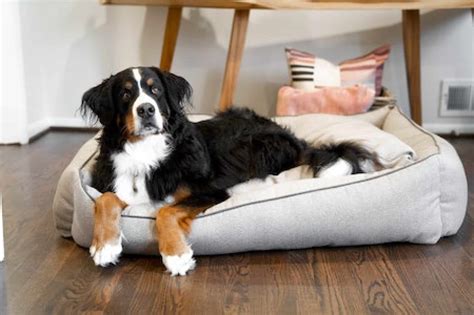 3 Best Calming Dog Beds Uk Recommended Anti Anxiety Dog Beds