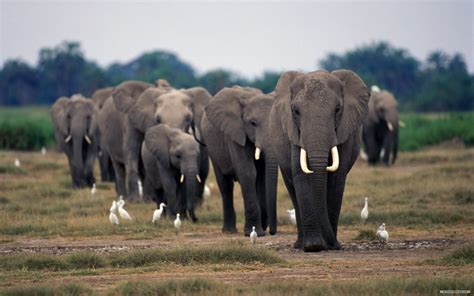 Papel De Parede Hd Para Desktop Animais Elefantes Baixar Imagem