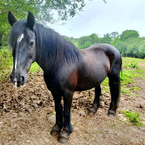 Check spelling or type a new query. Bombproof black 14.2hh cob | Horse and Rider