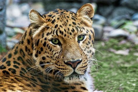 Amur Leopard Amur Leopard Endangered Animals Animals Beautiful